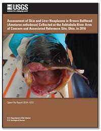 Assessment of skin and liver neoplasms in brown bullhead (Ameiurus nebulosus) collected at the Ashtabula River Area of Concern and associated reference site, Ohio, in 2016